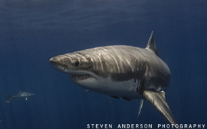 The Great White Shark .... not much more that you can say... by Steven Anderson 